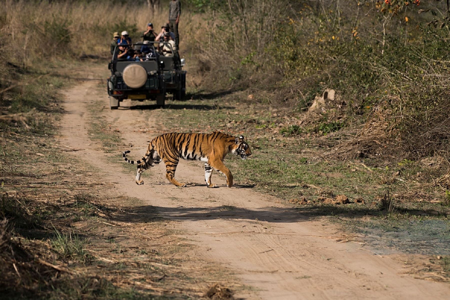 Tiger crossing the track, Ranthambore